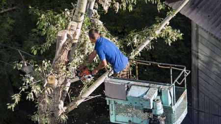 A worker uses a chain saw to trim a tree that's hanging over a house.