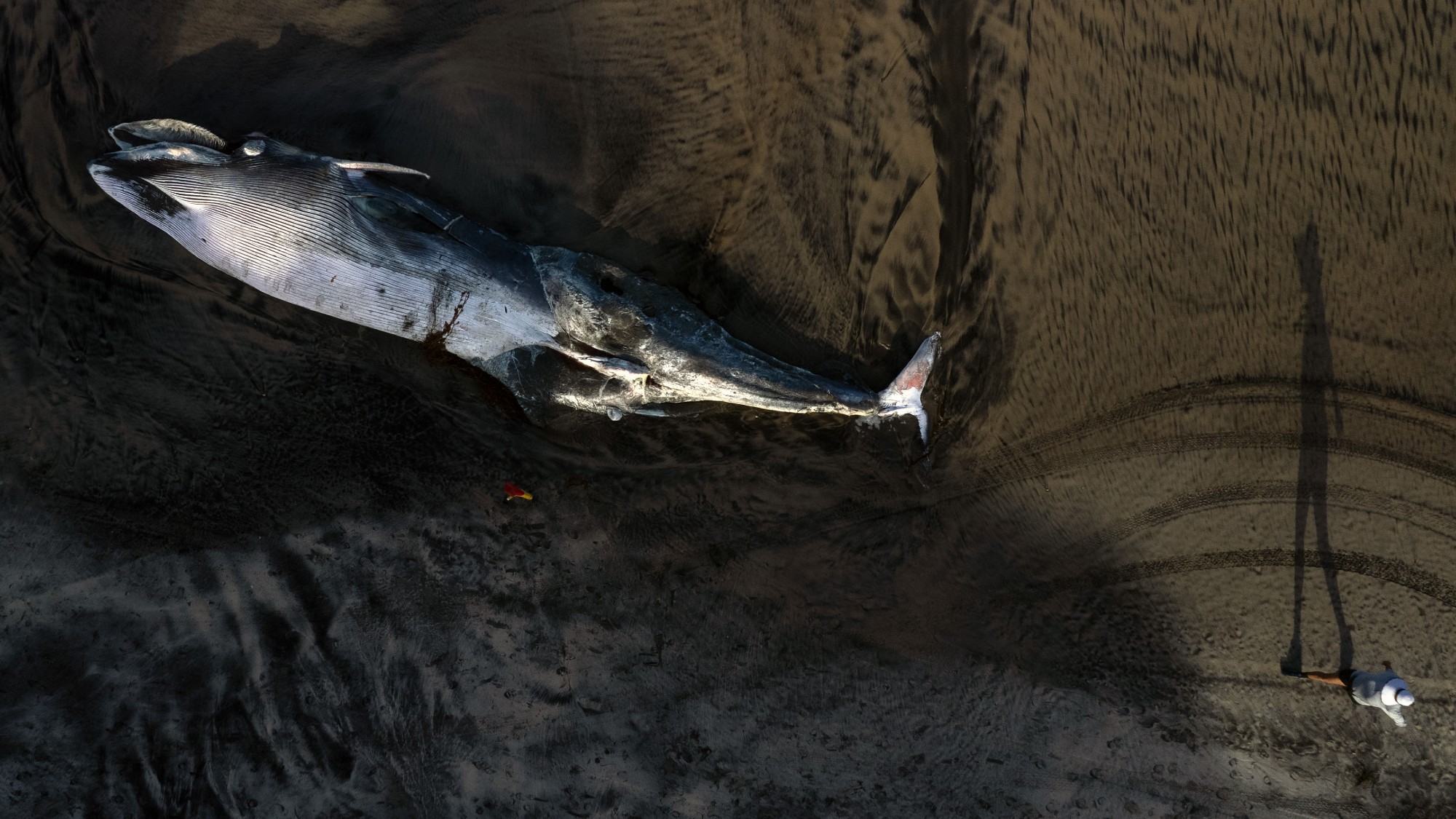 A woman walks next to the body of a dead whale stranded on the beach in Tijuana, Mexico