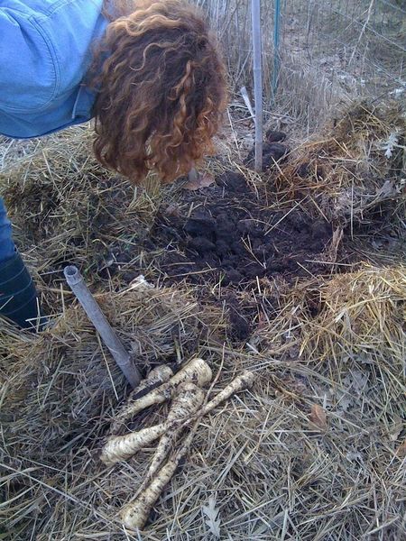 winter parsnips