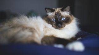 Birman cat