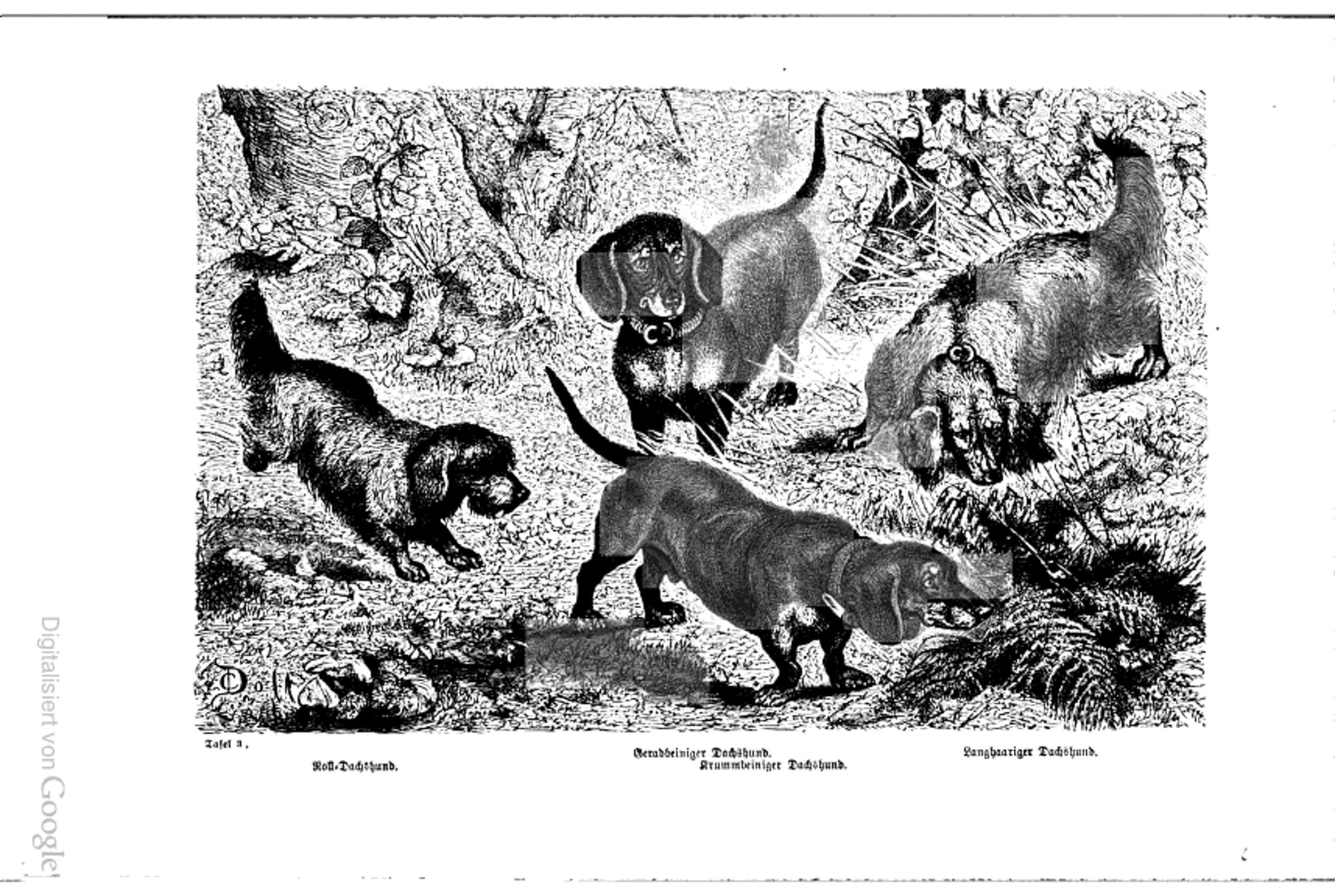 A black-and-white 19th-century engraved illustration showing several dachshunds in a natural landscape, depicted in different coat types and leg conformations, including smooth-haired, long-haired, straight-legged and crooked-legged varieties, each shown in profile or mid-movement.