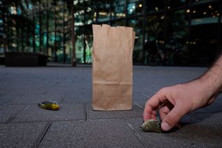 A dead bird in New York City being picked up off the street