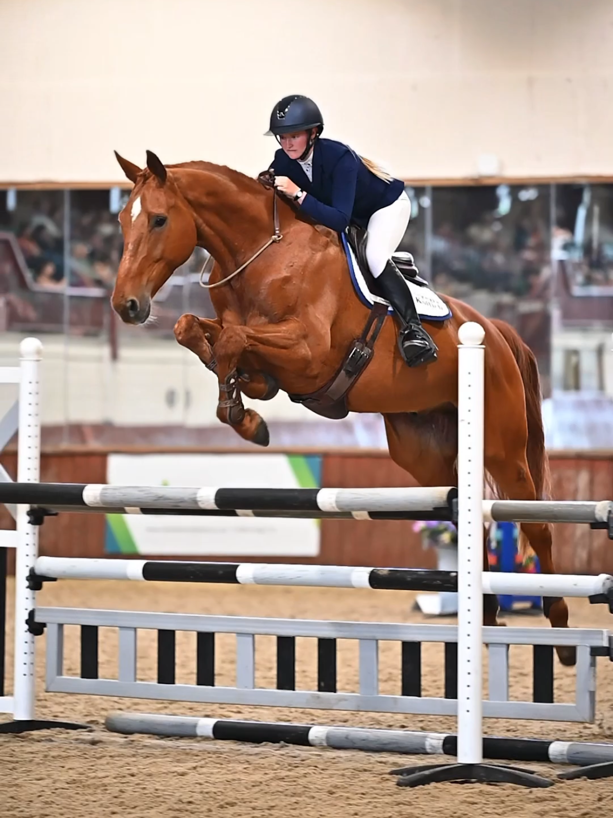 A rider and chestnut horse showjumping bridleless