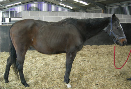 Wicka was rescued by the Blue Cross
