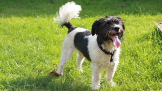 Happy dog standing on grass