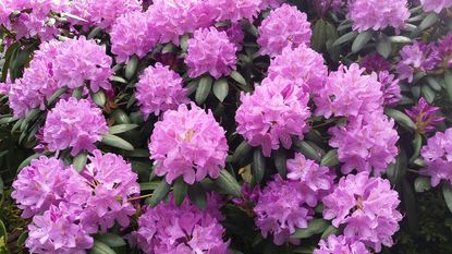 pink rhododendron flowers 