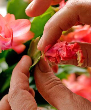 Deadheading Thanksgiving cactus