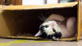 Black and white cat hiding in a box_ALFSnaiper via Getty Images