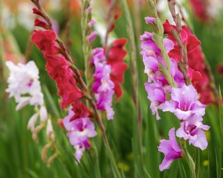 Magenta, pink, and white Gladiolus flowers