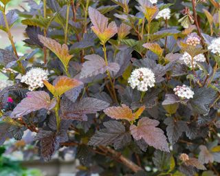 dark leaves and white flowers of a Diablo ninebark (Physocarpus Diablo) shrub