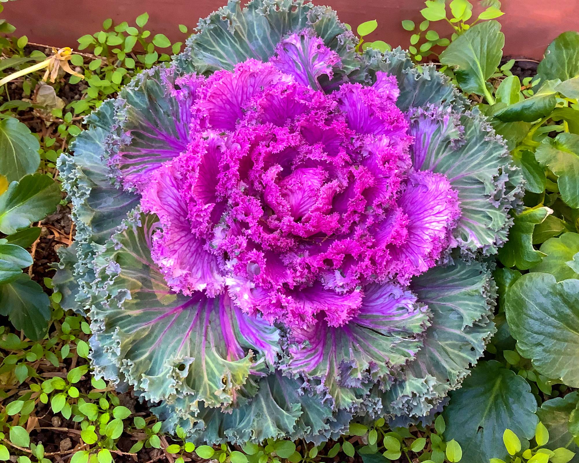 Bright purple and green ornamental kale