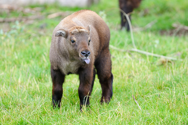 Mishmi takin calf