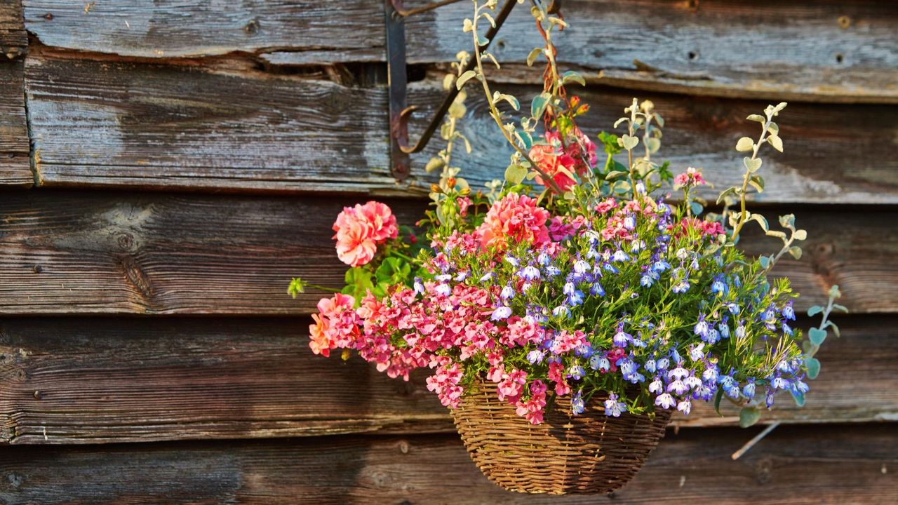 Hanging basket with colourful flowers against a wooden wall