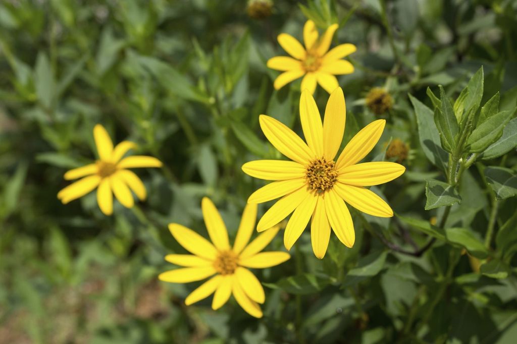 Jerusalem Artichoke Control Tips On Managing Jerusalem Artichoke