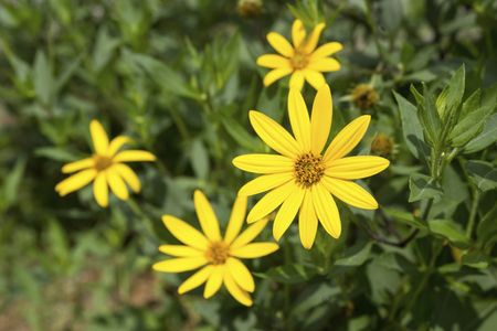 Jerusalem Artichoke Weeds