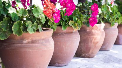 terracotta pots with geraniums