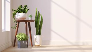 Four houseplants and succulents sitting next to a window in the sunlight with a table