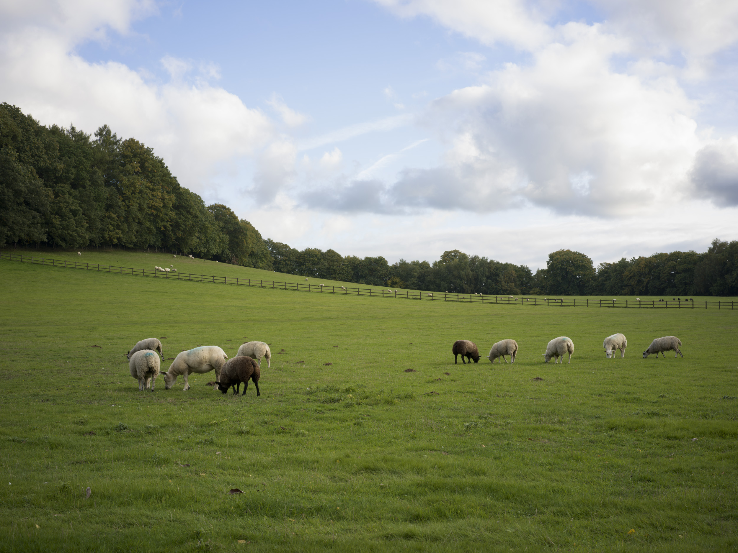 Sample image taken with the Hasselblad X2D 100C of a field with sheep