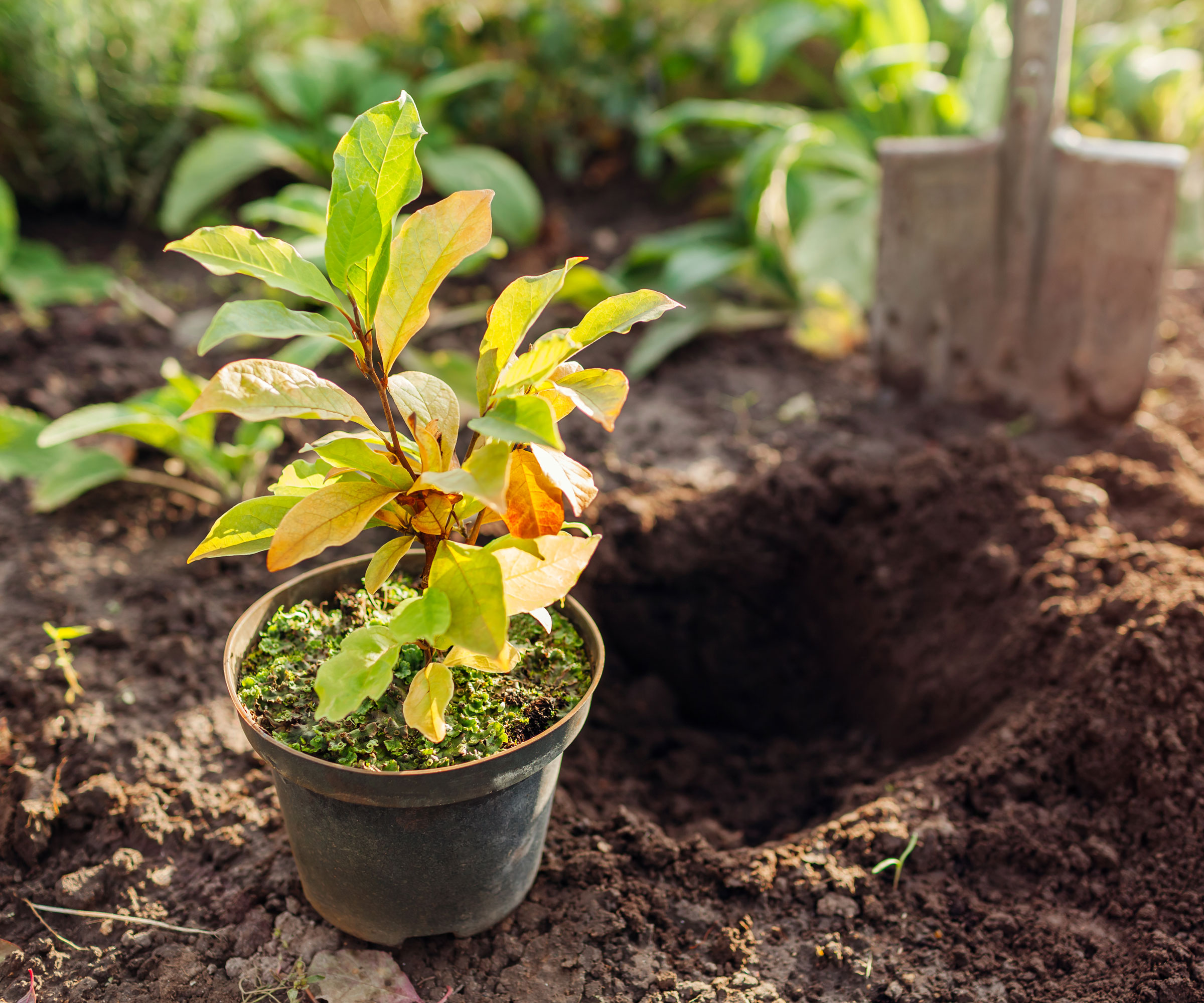plant pot with planting hole and spade in background