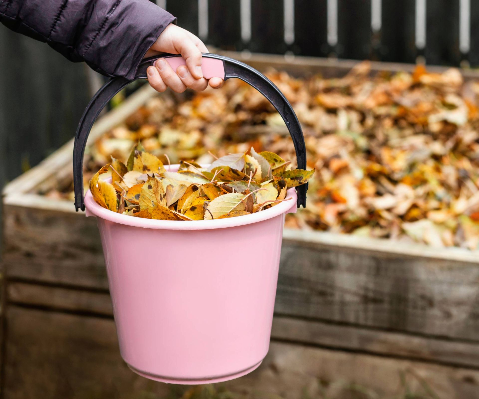 A hand holds a pink bucket of fall leaves by a compost bin