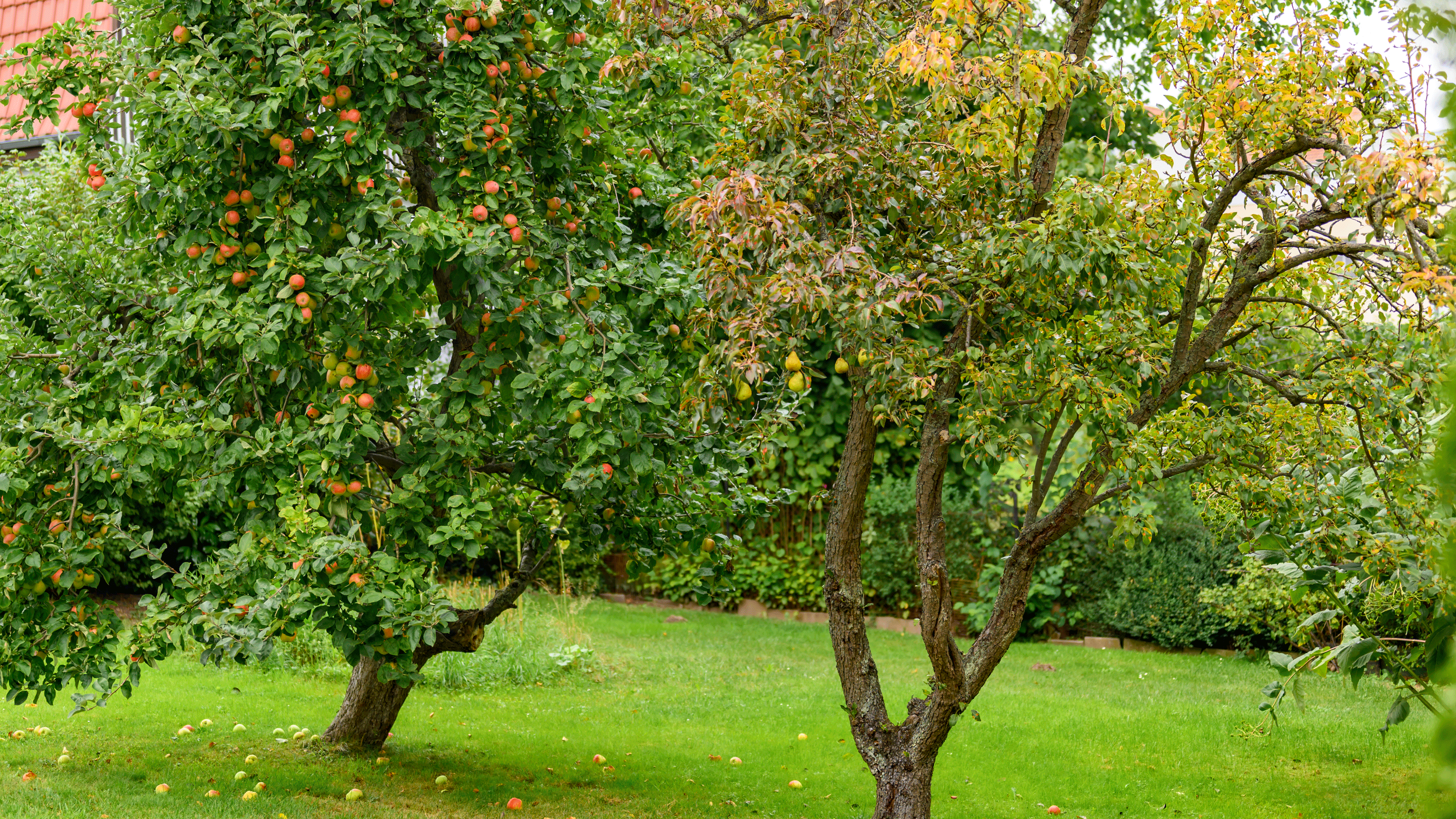 Pear tree