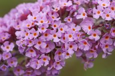 Buddleja davidii growing in the wild.