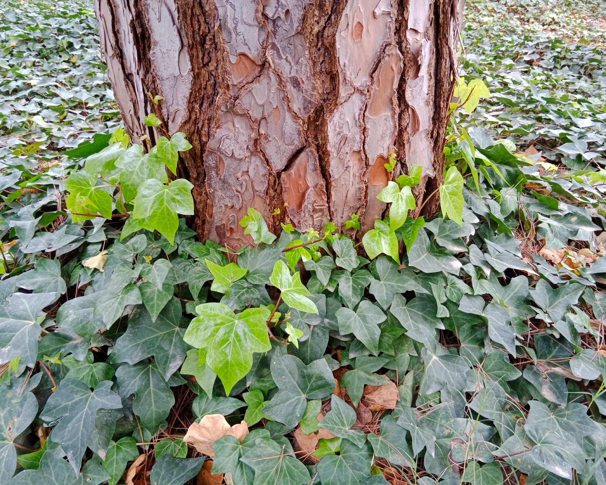 English ivy growing around base of tree