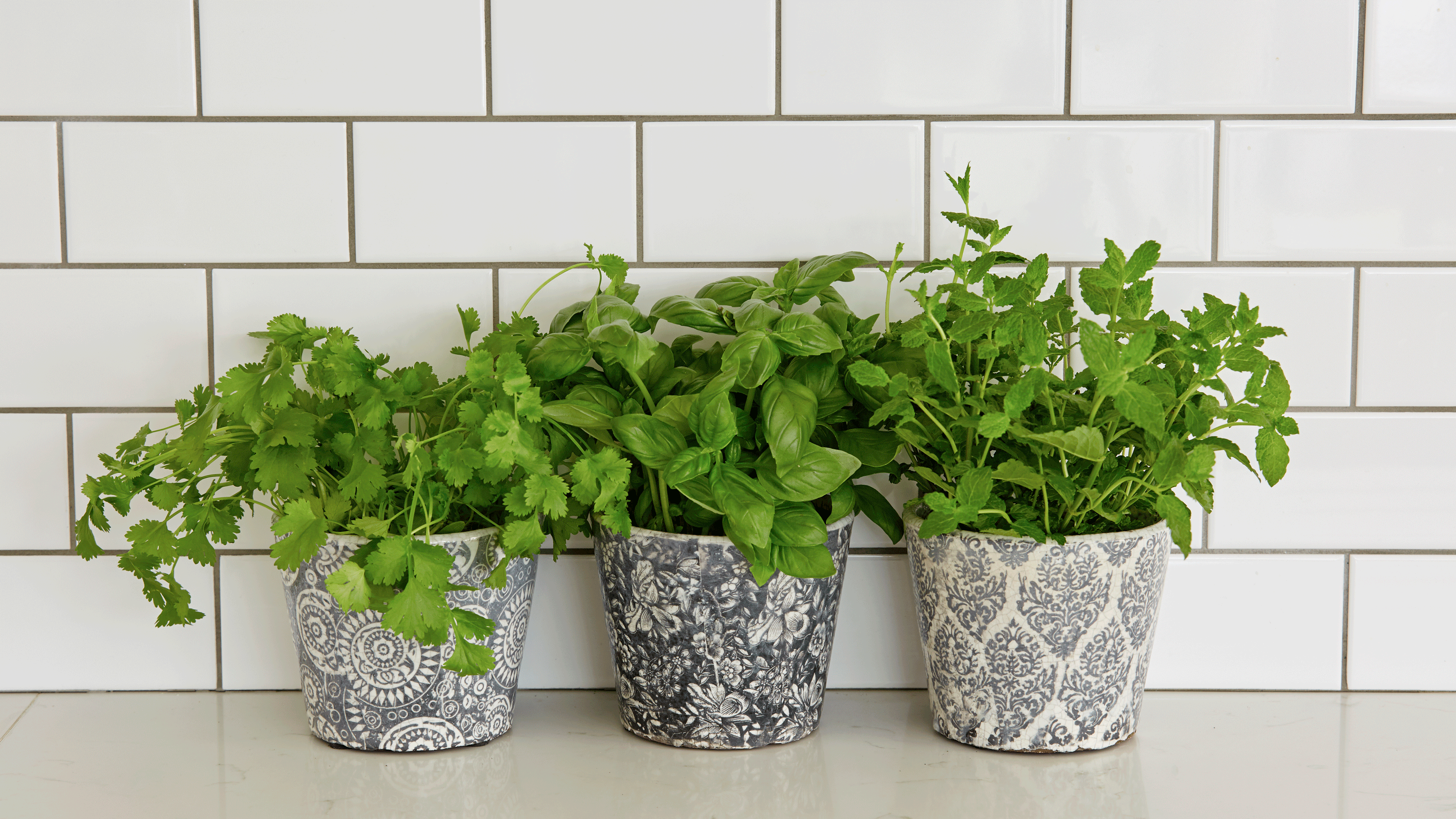 Three white tubs of basil on worktop underneath shelf