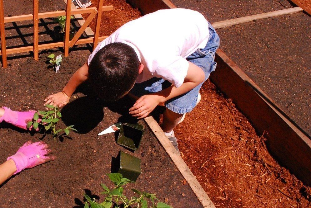 HOW TO PLANT VEGETABLES IN YARD visual data 8