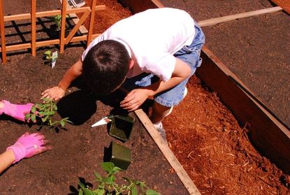 Gardener And Child Planting Vegetables In A Garden
