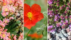 composite image of best rockery plants – Lewisia cotyledon, helianthemum, and creeping thyme