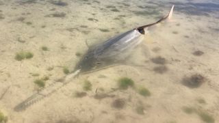 Sawfish in shallow water.