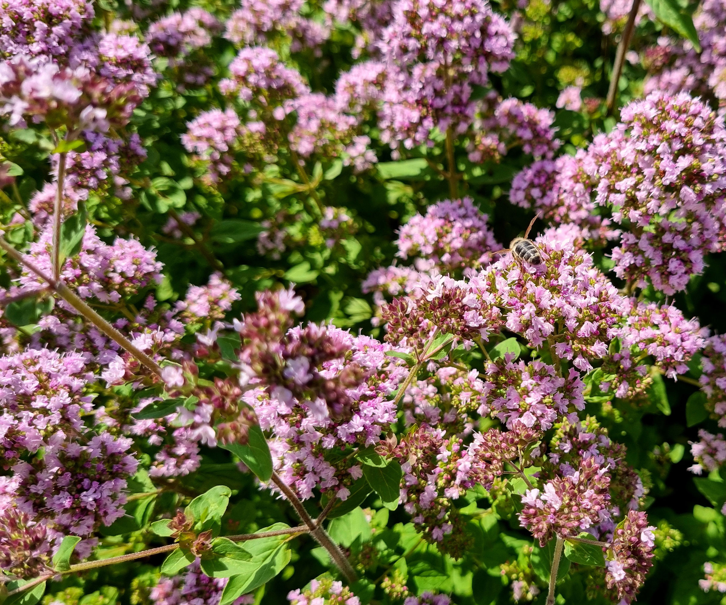 oregano plant with purple flowers