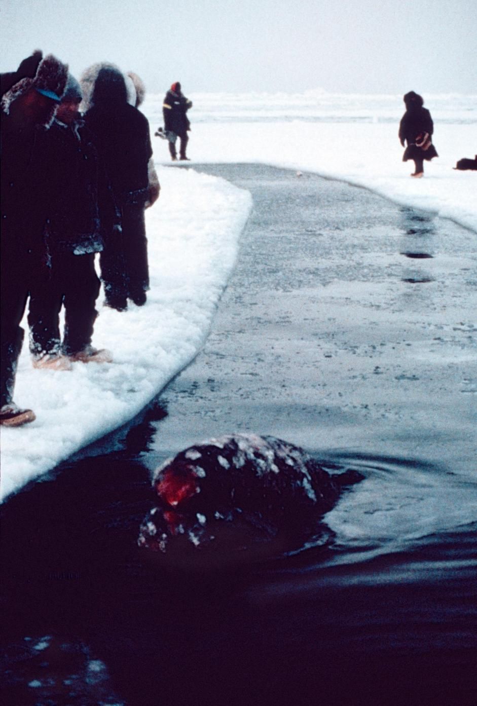Big Miracle The Real Rescue in Images Live Science Big Miracle The Real Rescue in Images Live Science