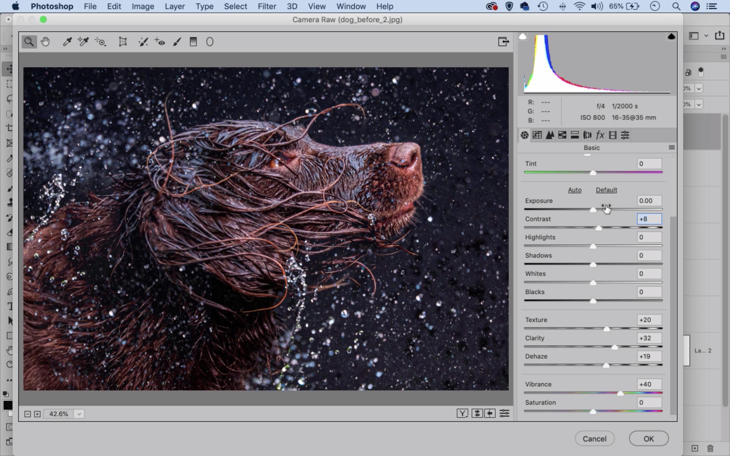 Photoshop dog splash