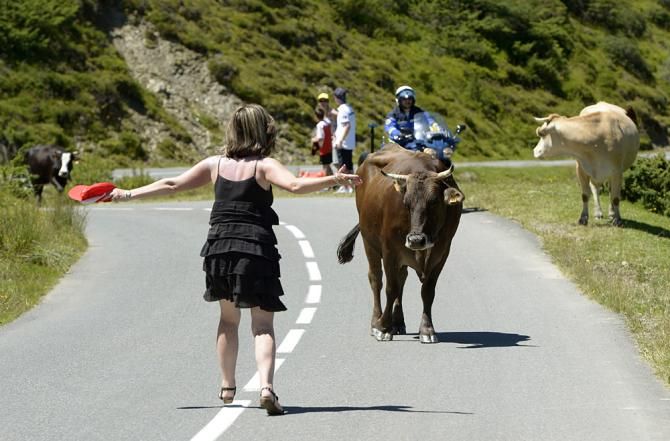 A few stray cows were not interested in moving off the road