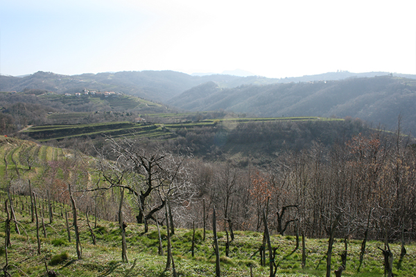 high spring vineyards in Brda - Jefford