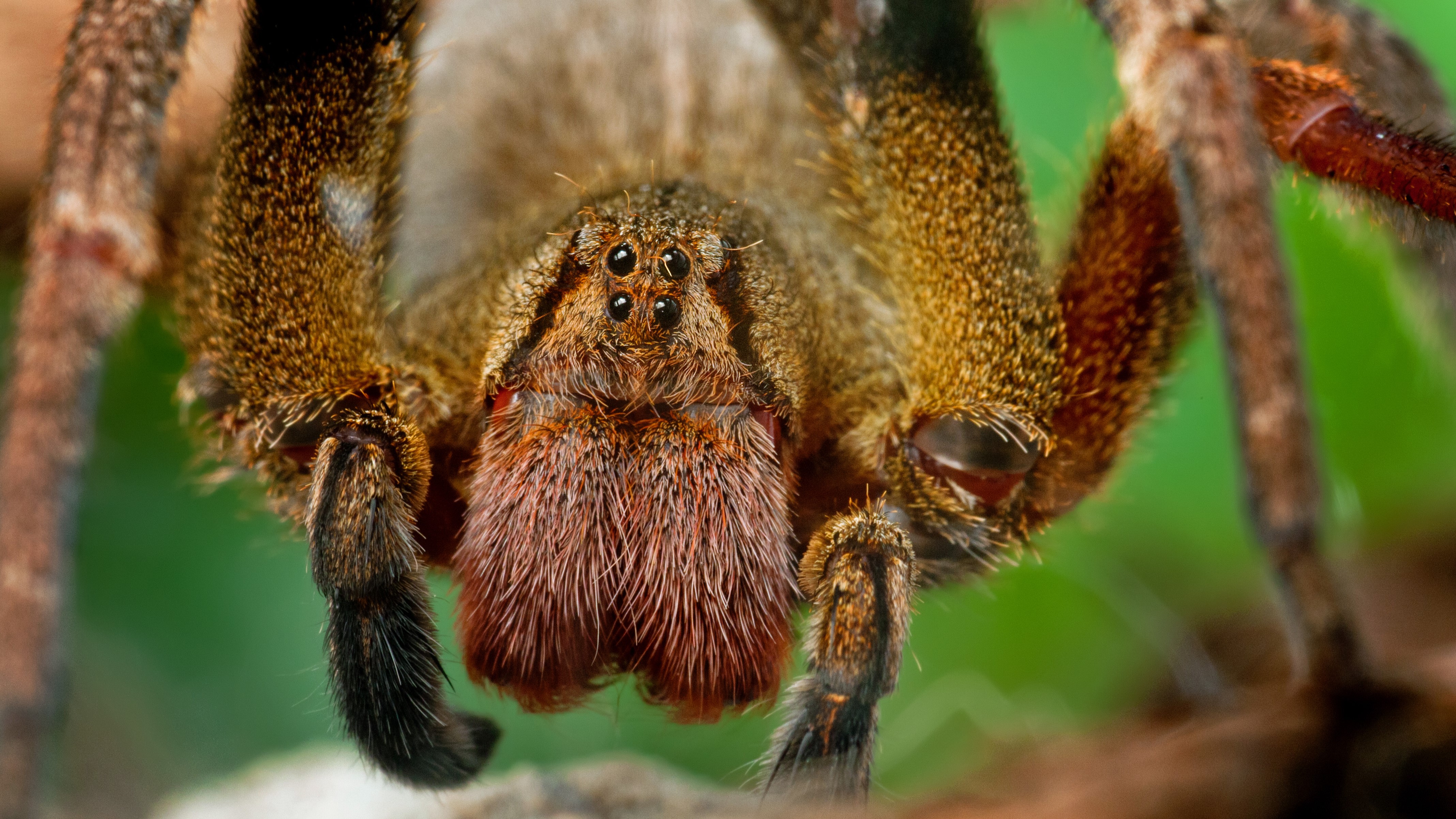 close up of a brazilian wandering spider