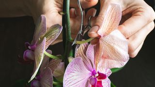 picture of someone pruning an orchid