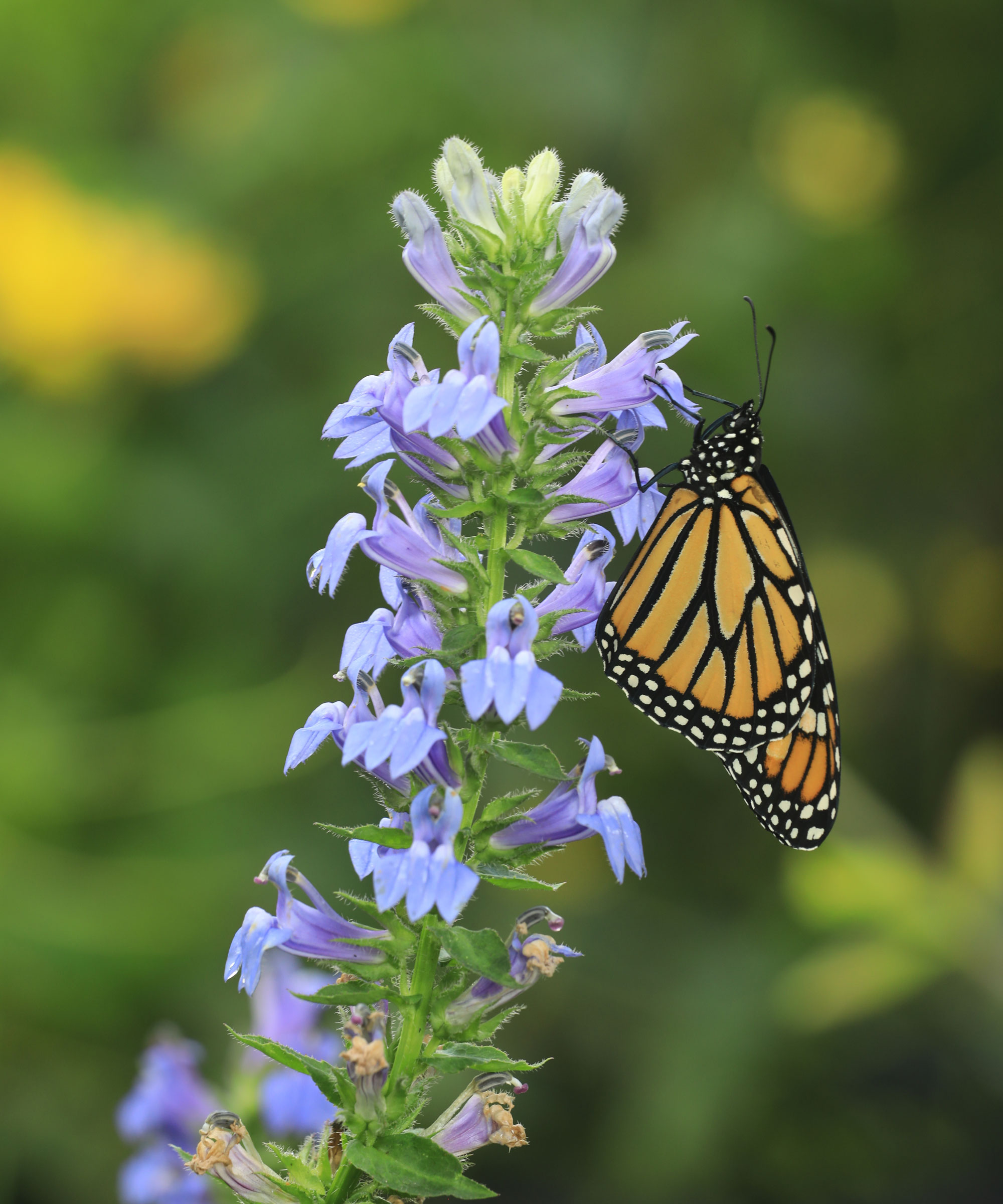 blue cardinal flowers with monarch butterfly