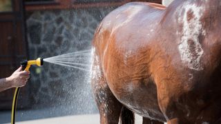 hosing horse