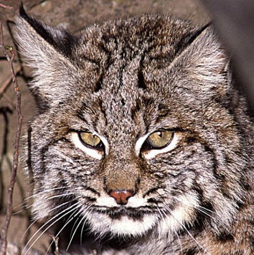 With Bobcat Protections, California Continues to Lead (Op-Ed) | Live ...