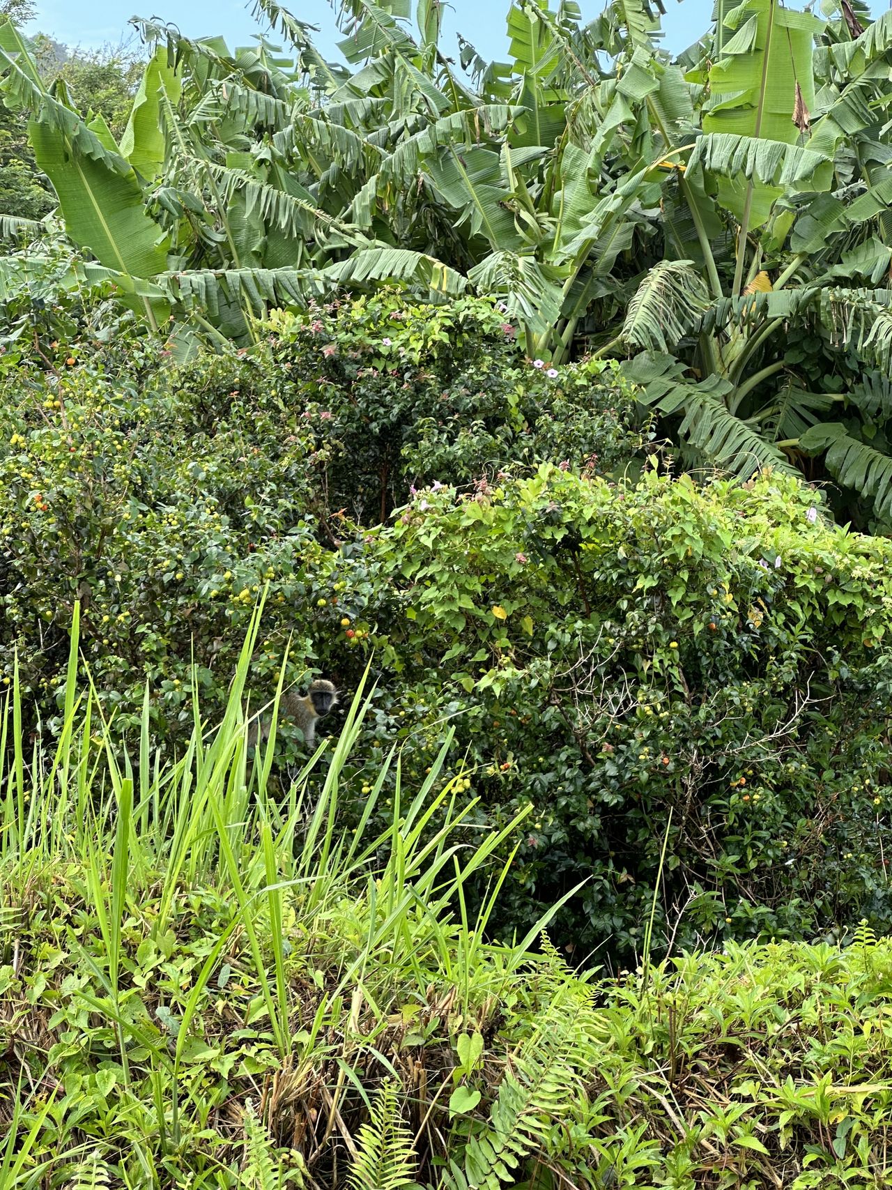 A green vervet monkey camouflages itself in the lush foliage