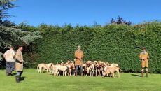 Hounds-and-Ben-Hood.jpg