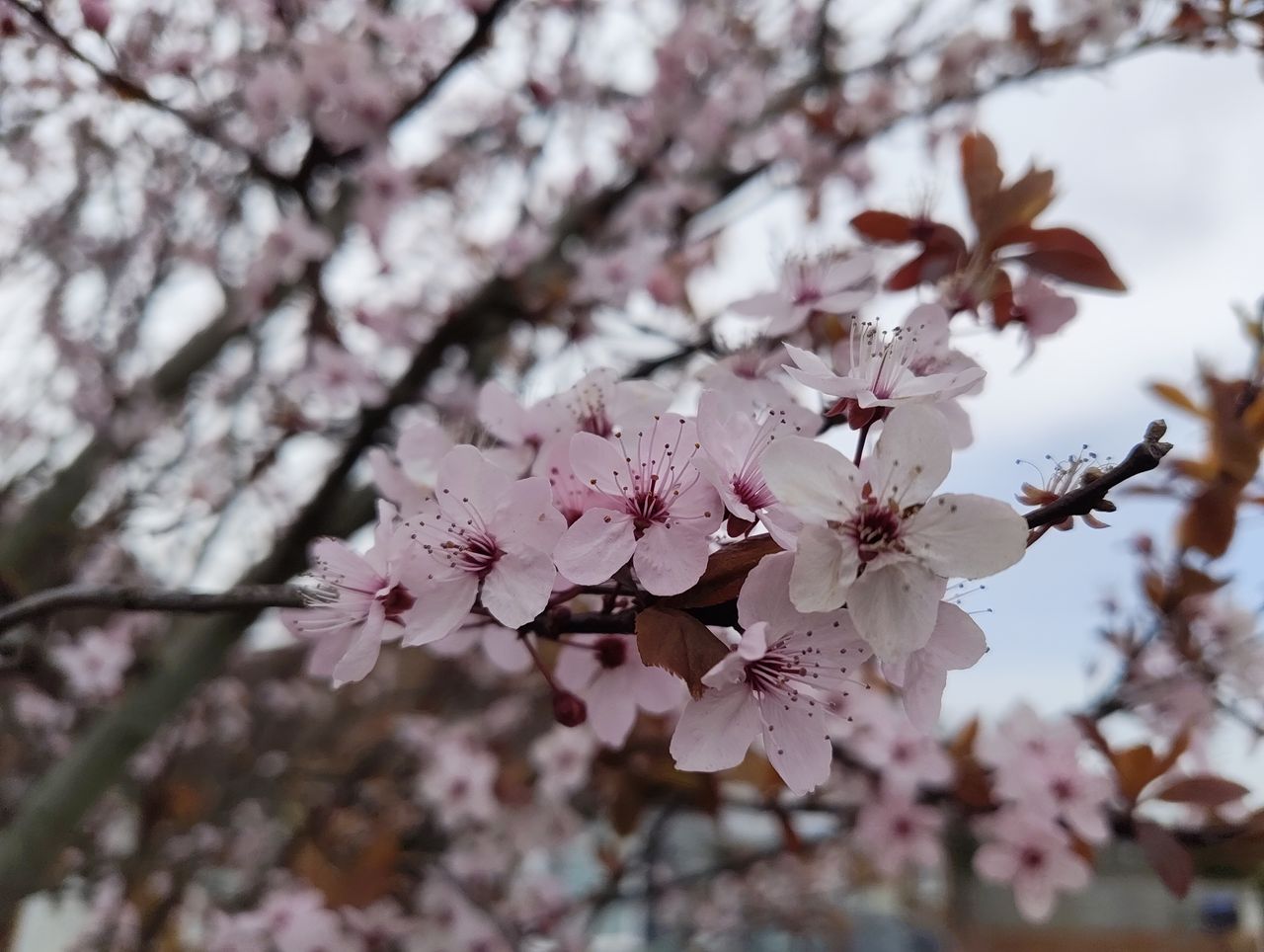 Nothing Phone 3a camera sample blossom macro