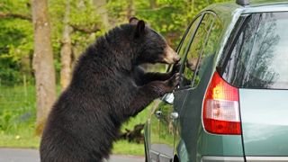Bear looking into car window