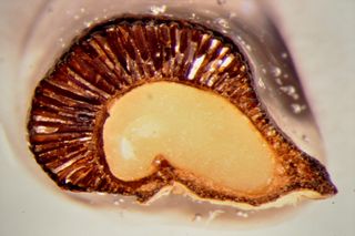 A cross section of the moonflower seed. Specialized pockets of air let it float in floodwaters in the rainforest.