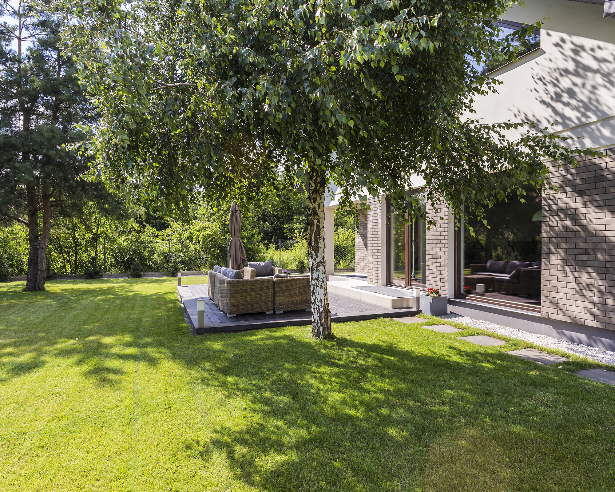 Shade tree in backyard next to patio