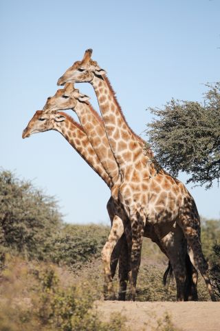 Three giraffes stand side by side but looks as though they appear from a single body.