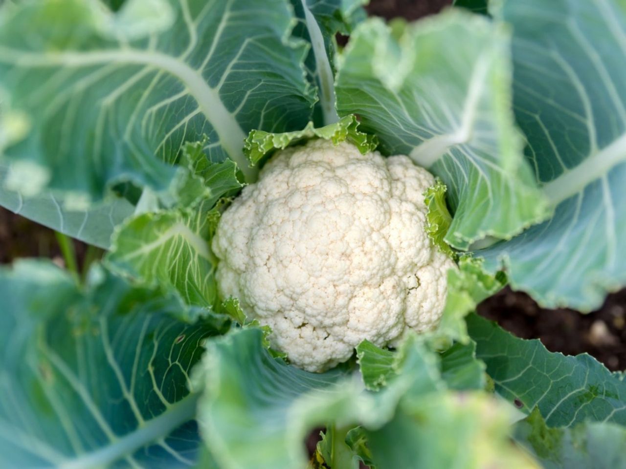 Cauliflower